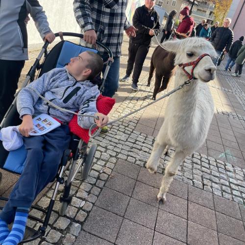 Lama13