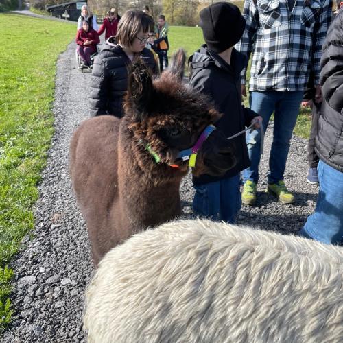 Lama20