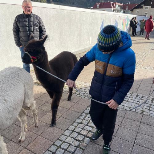 Lama17