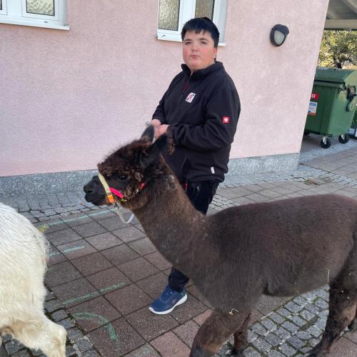 Lama12