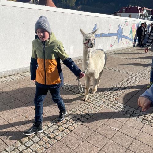 Lama15
