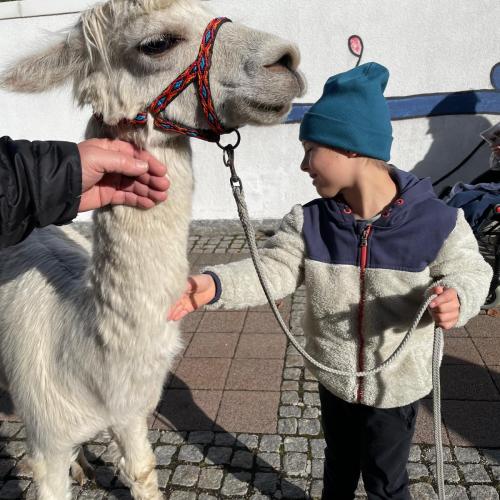 Lama7