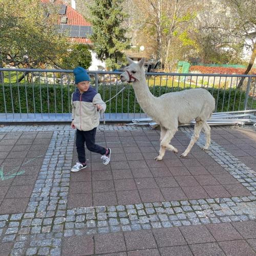 Lama19