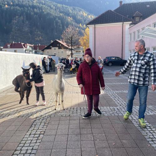 Lama23